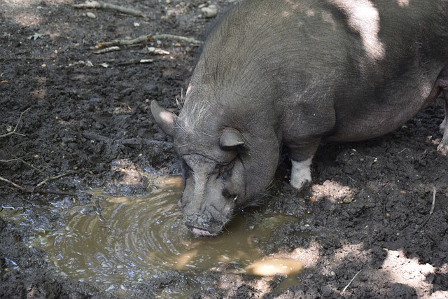 的生态友好 的生态友好